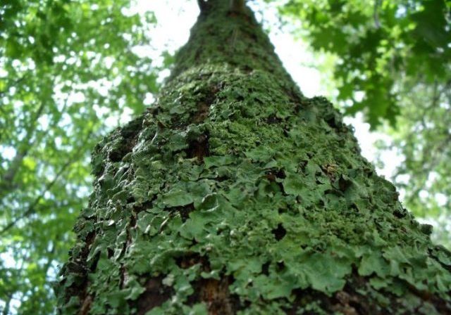 Lichen Tree